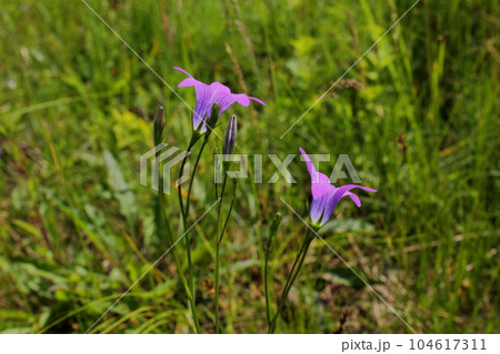 Bellflower in the grass. Bellflower in the grass. 104617311