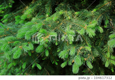 Fir tree with young sprouts on the branches. Fir tree with young sprouts on the branches. 104617312