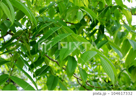 Ash tree leafs. Close up photo. 104617332
