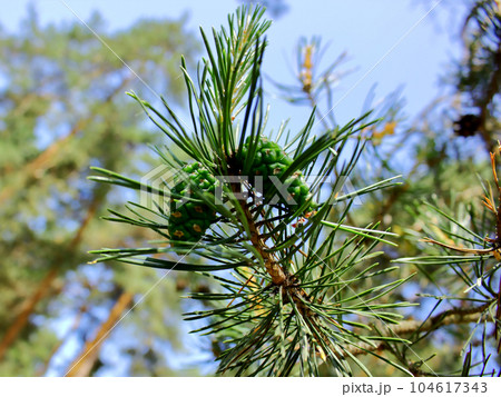 Pine tree branch with young green cones. Pine tree branch with young green cones. 104617343
