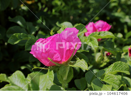 Pink rosehip flower on a branch.  104617406