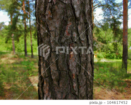 Pine tree trunk. Close up photo. Pine tree trunk. Close up photo. 104617452