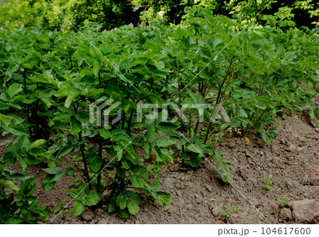 Potato bushes with green leaves. Potato bushes with green leaves. 104617600
