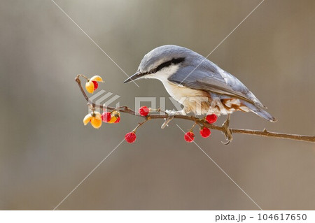 ズミの実にゴジュウカラ　蓼科高原にて 104617650