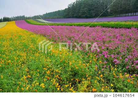 北海道　富良野　美瑛　色彩の丘　花畑　 104617654