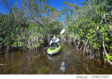 Active senior kayaking in mangrove tunnel in Everglades National Park. Active senior kayaking in mangrove tunnel in Everglades National Park. 104617667