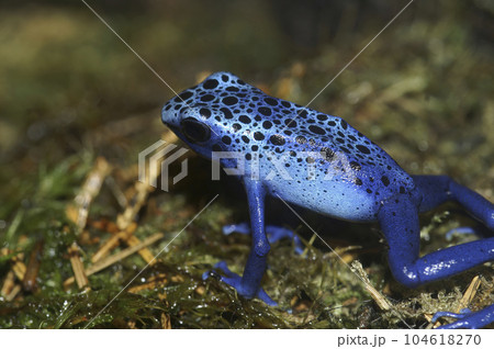 Colorful closeup on a striking blue colored Dyeing Poison FrogDendrobates azureus, tinctorius sitting on moss 104618270