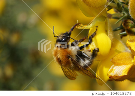 Closeup on a common brown banded bumblebee, Bombus pascuorum on a yellow Common gorse flower 104618278