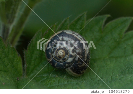 Closeup on the Kentish hairy garden snail, Monacha cantiana on a green leaf Closeup on the Kentish hairy garden snail, Monacha cantiana on a green leaf 104618279