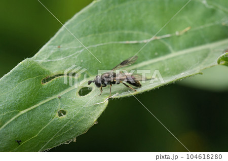 Closeup on a Smudge-winged Pipiza lugubris hoverfly, sitting on a green leaf 104618280