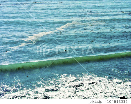 アメリカ　カリフォルニア　モントレー　ジャイアント・ケルプの海　サーファー 104618352