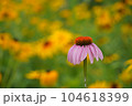 flower 104618399