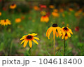 flower 104618400