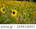sunflower 104618401