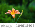 lily flower 104618404