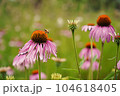 flower 104618405
