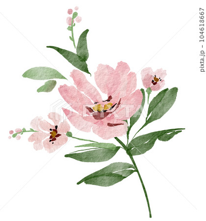 Delicate watercolor pink flower, hand painted for cards and design.	 104618667