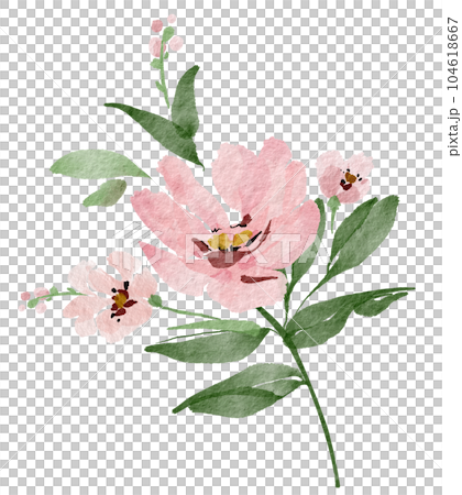 Delicate watercolor pink flower, hand painted for cards and design.	 104618667