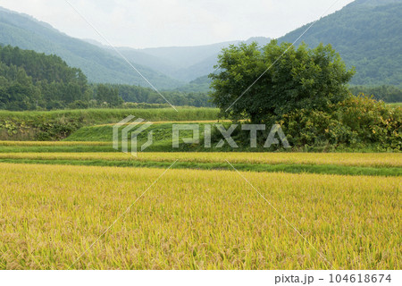 黄金色に実った田園風景 黄金色に実った田園風景 104618674