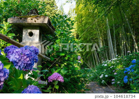 紫陽花と灯篭がある風景 紫陽花と灯篭がある風景 104618734