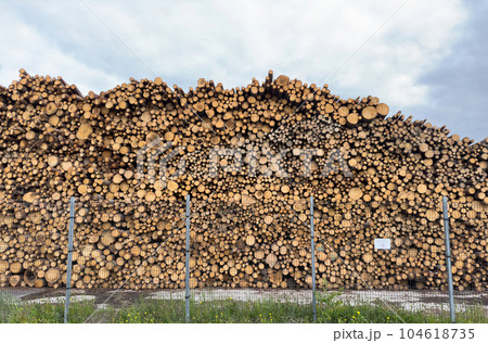 A large number of pine logs stacked neatly in a warehouse in open air territory 104618735