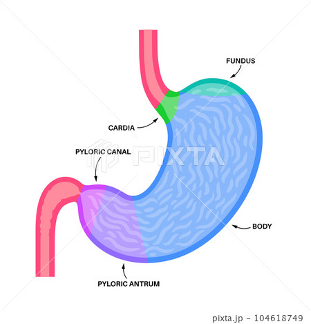 Stomach sections diagram Stomach sections diagram 104618749