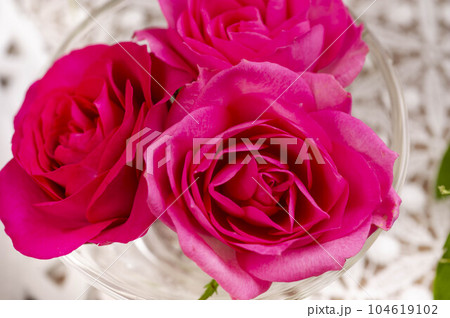 赤い薔薇の花 赤い薔薇の花 104619102