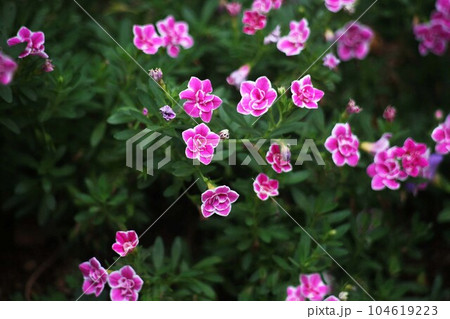 カリブラコア　ピンク色で八重咲きの花 104619223