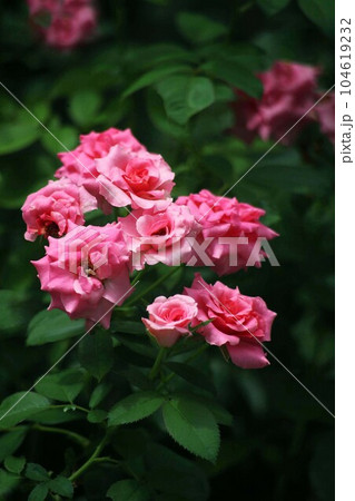 バラ 紅色の花咲く バラ 紅色の花咲く 104619232
