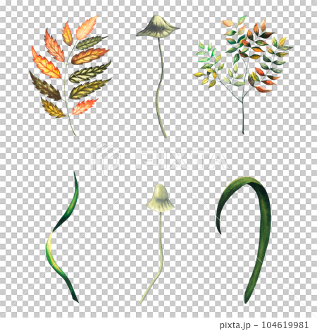Watercolour set with autumn wild forest leaves, blueberry herbs, fungus, toadstool, branch, grass. Hand drawn illustration on white background Watercolour set with autumn wild forest leaves, blueberry herbs, fungus, toadstool, branch, grass. Hand drawn illustration on white background 104619981