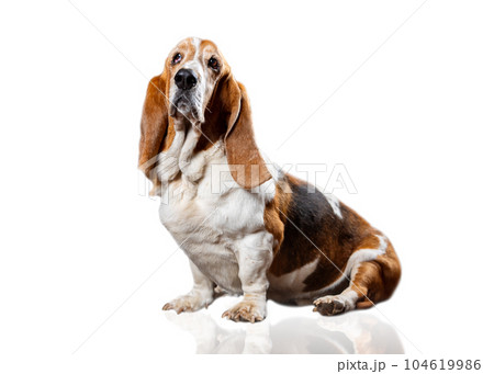 Full length portrait of sitting Basset Hound isolated on white background Full length portrait of sitting Basset Hound isolated on white background 104619986