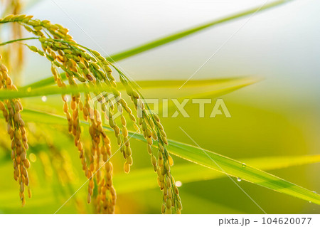 【稲素材】朝の中野の棚田の稲【山梨県】 【稲素材】朝の中野の棚田の稲【山梨県】 104620077