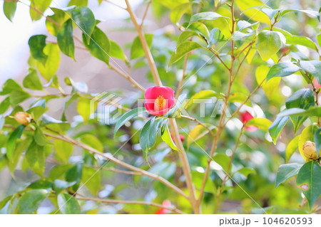 ヤブツバキの花 104620593