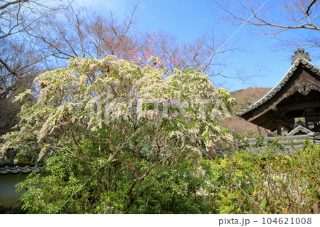 アセビの花 アセビの花 104621008