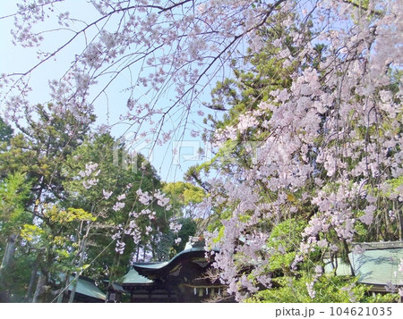 春の岡崎神社　うさぎ神社　 104621035