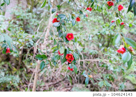 ヤブツバキの花 ヤブツバキの花 104624143