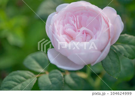 綺麗に咲くピンク色のバラ【春】【初夏】【梅雨】 綺麗に咲くピンク色のバラ【春】【初夏】【梅雨】 104624999