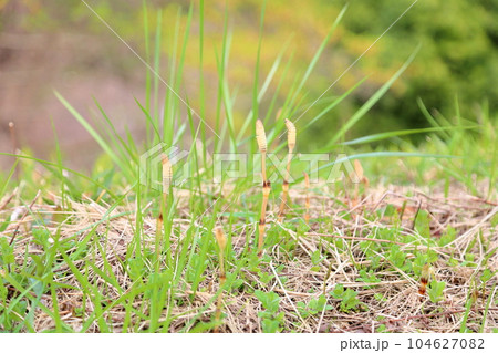 土筆　ツクシンボウ 104627082