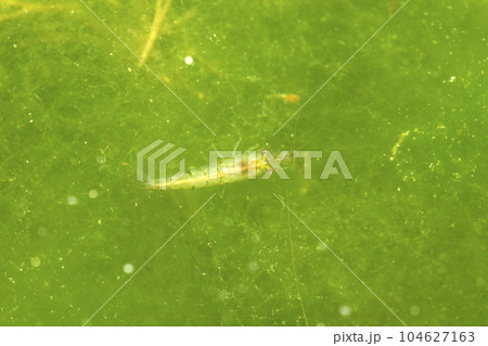 ヌマエビの仲間 104627163