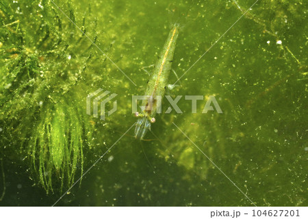 ヌマエビの仲間 104627201