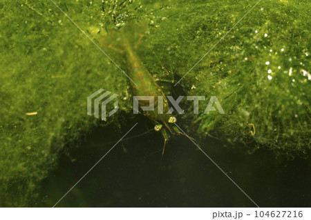 ヌマエビの仲間 104627216