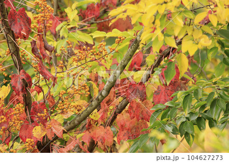 秋の森景色 紅葉の森のツルウメモドキの実 秋の森景色 紅葉の森のツルウメモドキの実 104627273