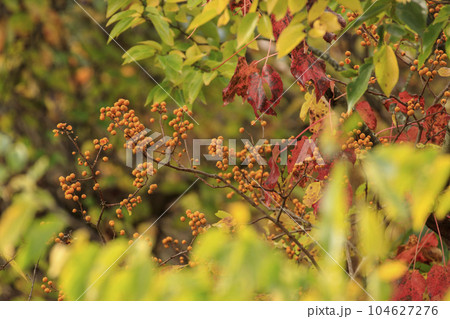秋の森景色 紅葉の森のツルウメモドキの実 秋の森景色 紅葉の森のツルウメモドキの実 104627276