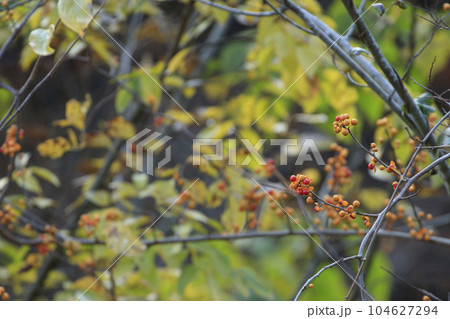 秋の森景色 紅葉の中のツルウメモドキの実 秋の森景色 紅葉の中のツルウメモドキの実 104627294
