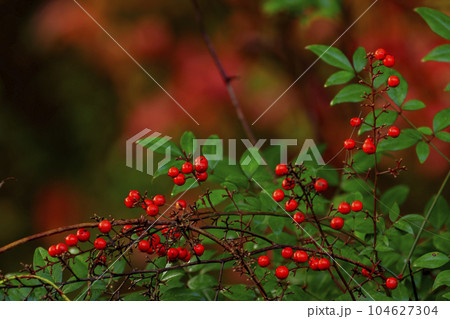 秋の森景色　紅葉の中の赤いナンテンの実 104627304