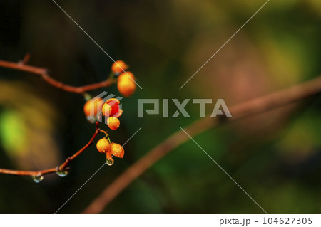 雨の秋の森の景色　紅葉の森のツルウメモドキの実 104627305