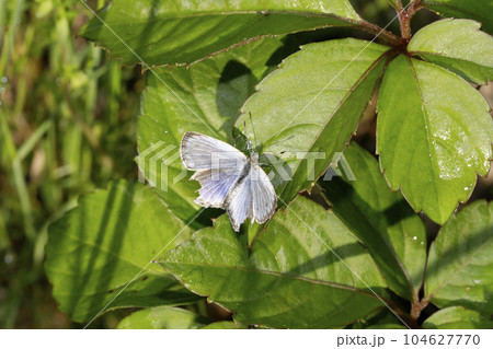ヤマトシジミ 104627770