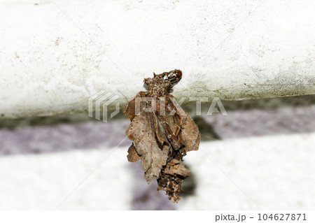 オオミノガの幼虫 オオミノガの幼虫 104627871