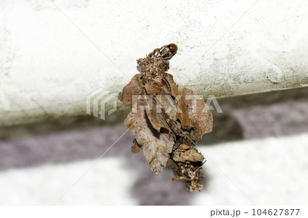オオミノガの幼虫 オオミノガの幼虫 104627877