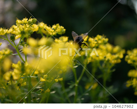 黄色い花の蜜を吸う蜂 104627902